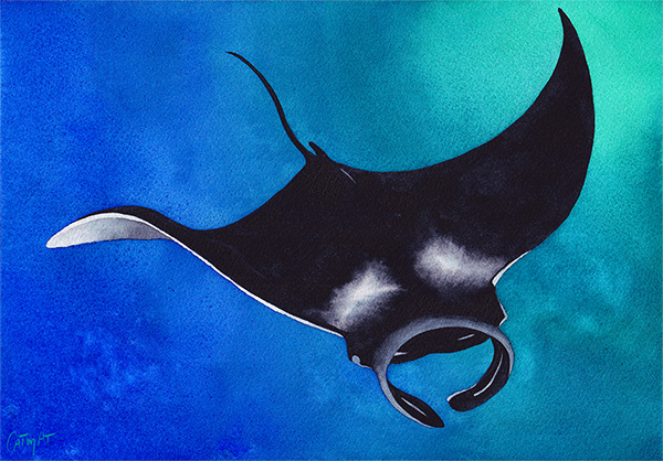 Le Vol de la Raie Manta Aquarelle CatMat 2023